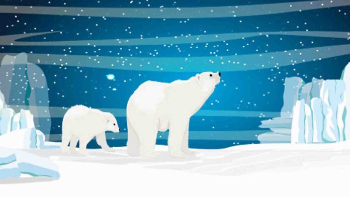 Why do polar bears have short tails? a short stories for kids