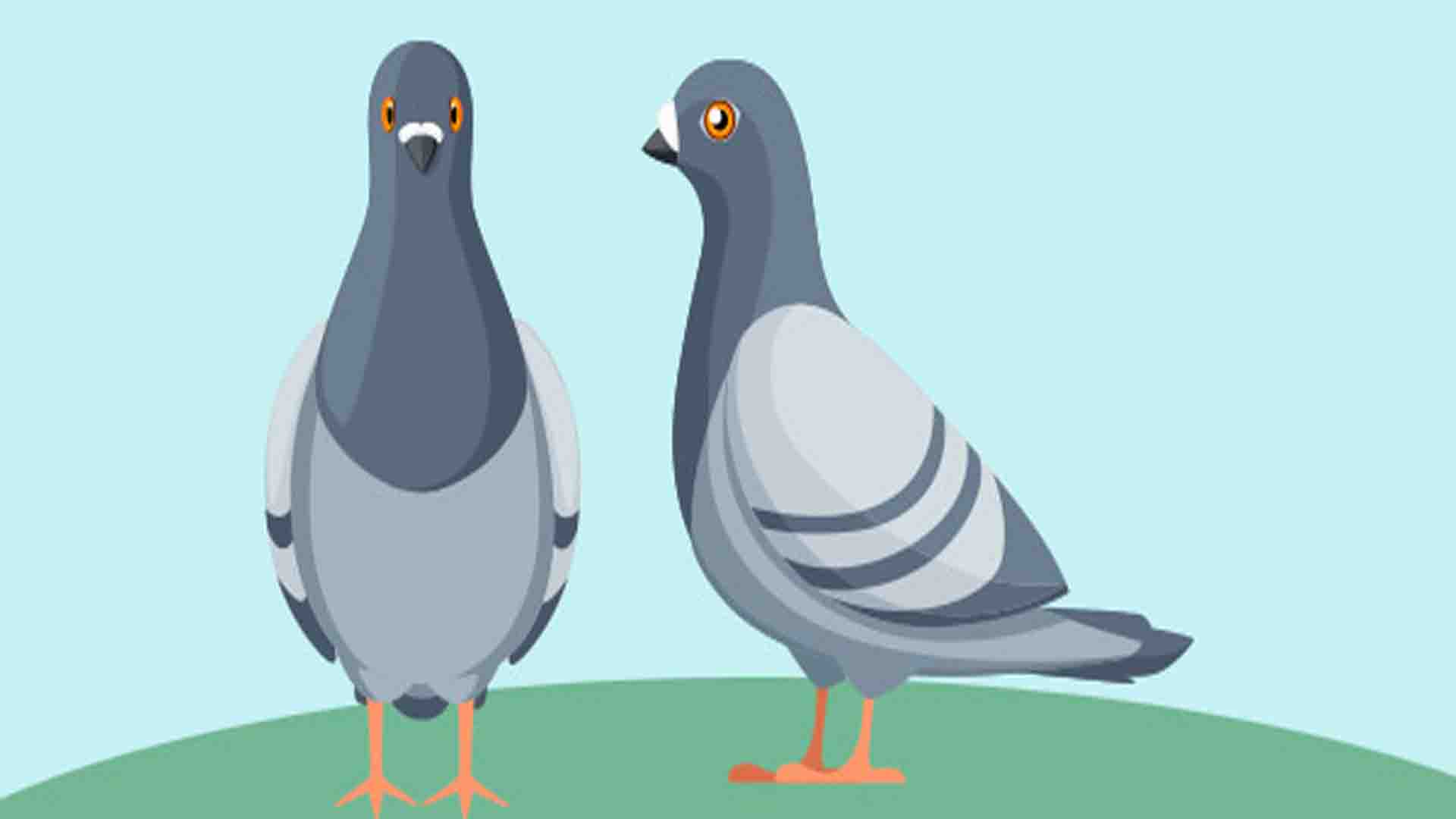 The gift of the doves a long stories for kids | English Stories for Kids