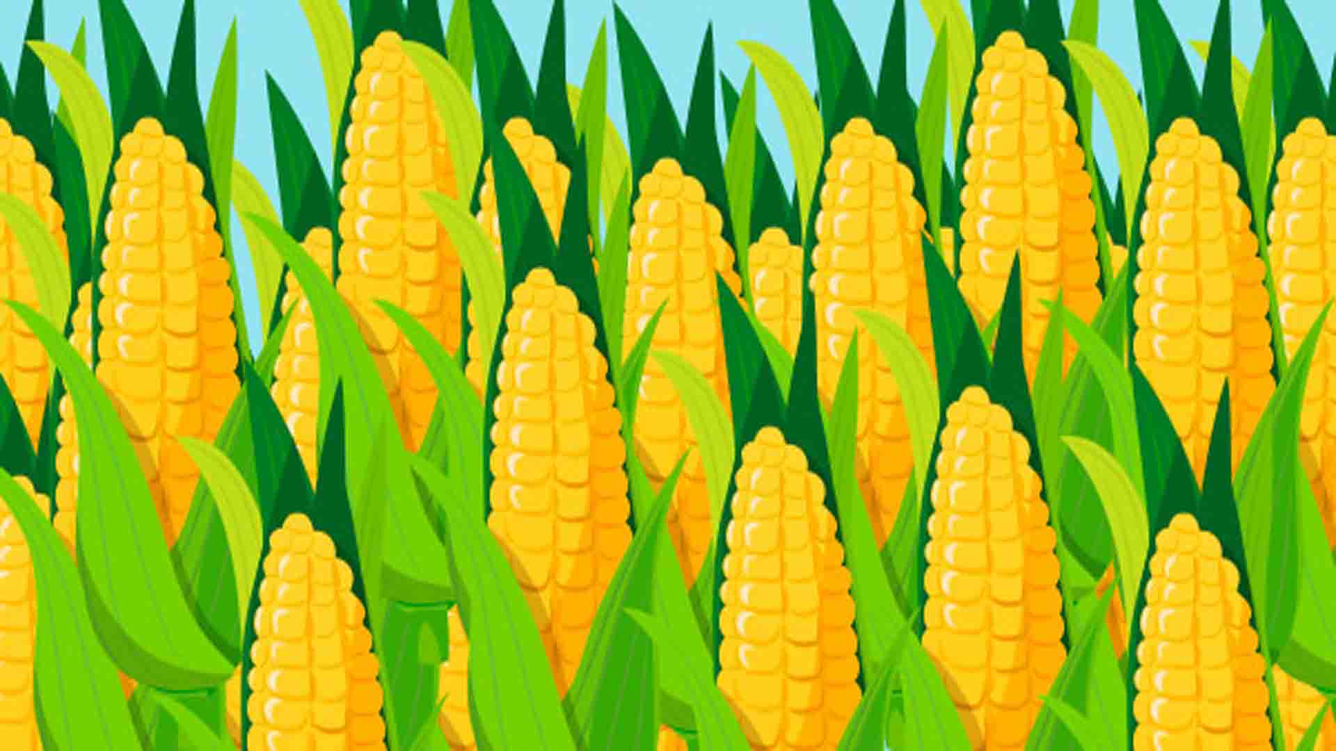 The legend of corn a short stories for kids