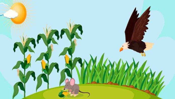 The clever mouse and the greedy eagle stories for kids in English
