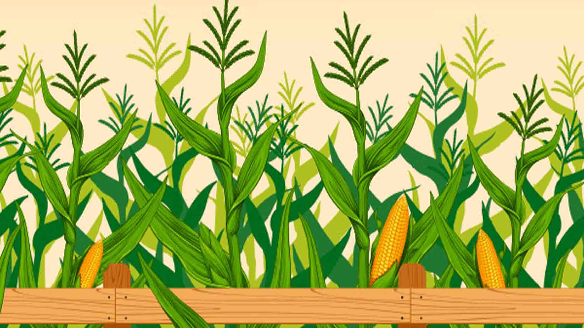 Curiosities about corn reading for kids | kids reading | reading kids