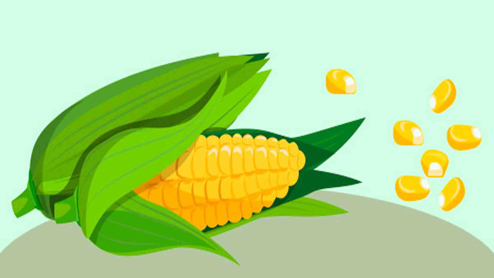 The corn reading for kids | Kids Reading | Reading Kids